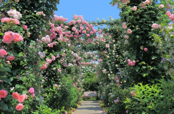 Journée de la rose à Terra Botanica